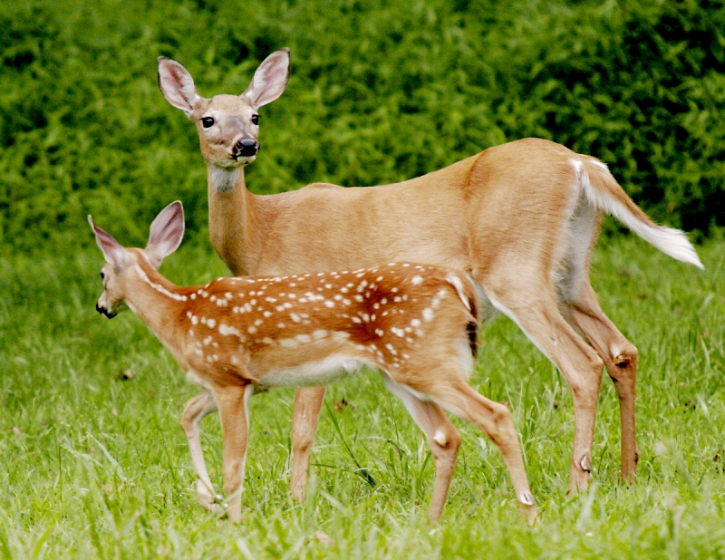 mother and fawn � Dave Hickey (hicspix)